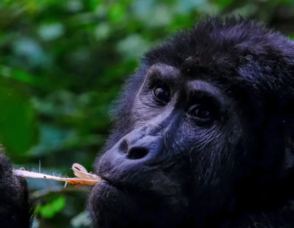 4 Days Gorilla Trekking Safari