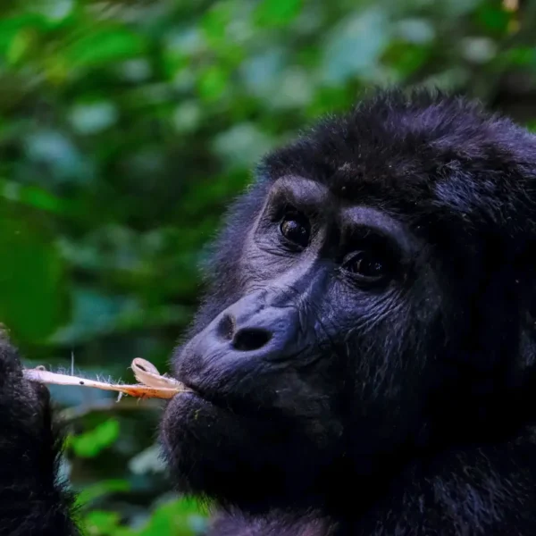 4 Days Gorilla Trekking Safari