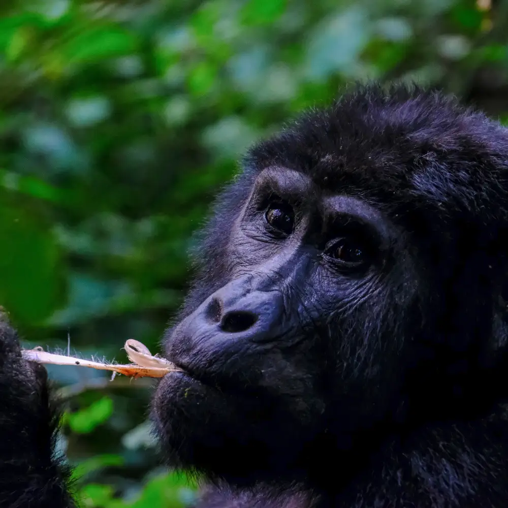 4 Days Gorilla Trekking Safari